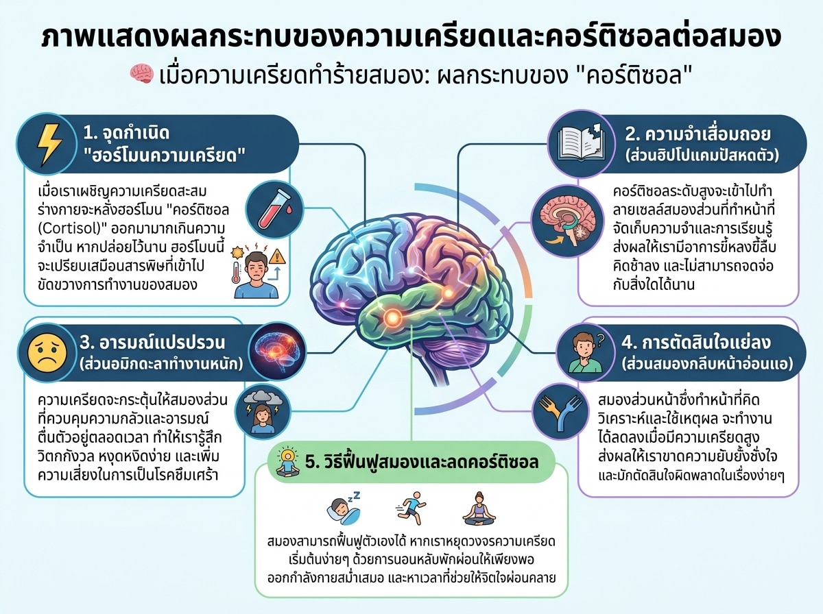 ภาพแสดงผลกระทบของความเครียดและคอร์ติซอลต่อสมอง