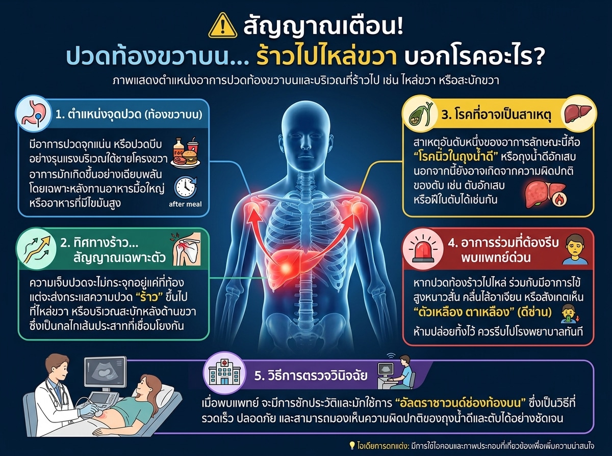 ภาพแสดงตำแหน่งอาการปวดท้องขวาบนและบริเวณที่ร้าวไป เช่น ไหล่ขวา หรือสะบักขวา