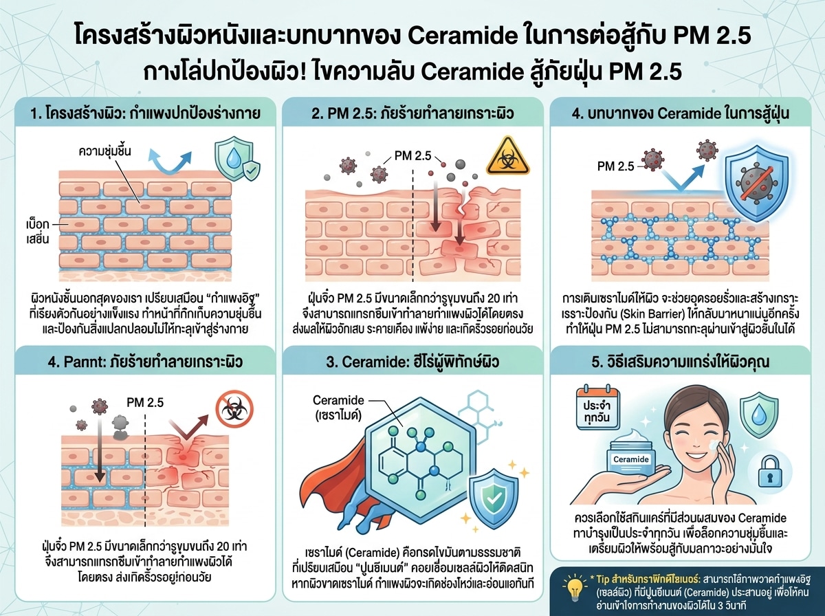 โครงสร้างผิวหนังและบทบาทของ Ceramide ในการต่อสู้กับ PM 2.5