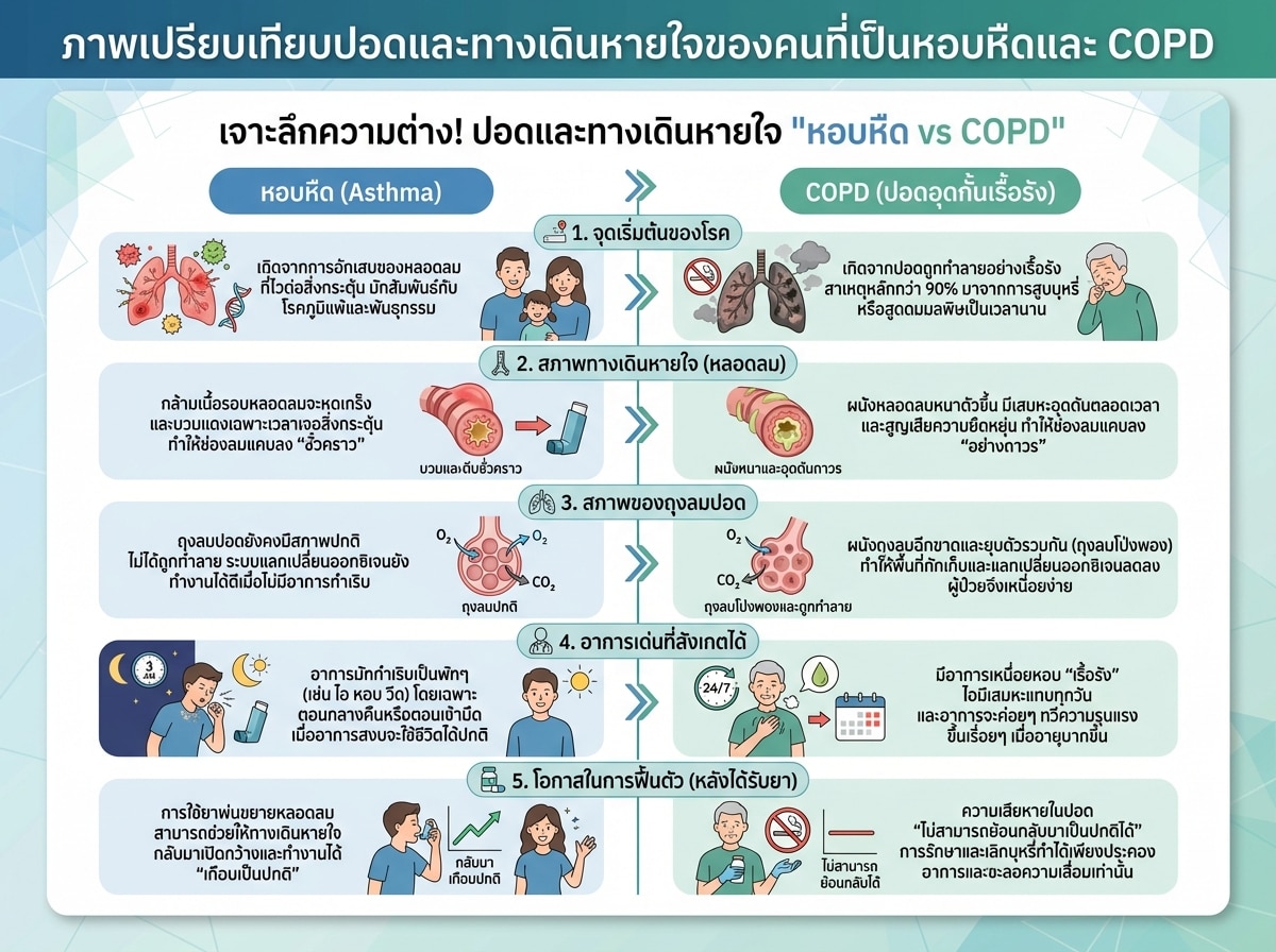 ภาพเปรียบเทียบปอดและทางเดินหายใจของคนที่เป็นหอบหืดและ COPD