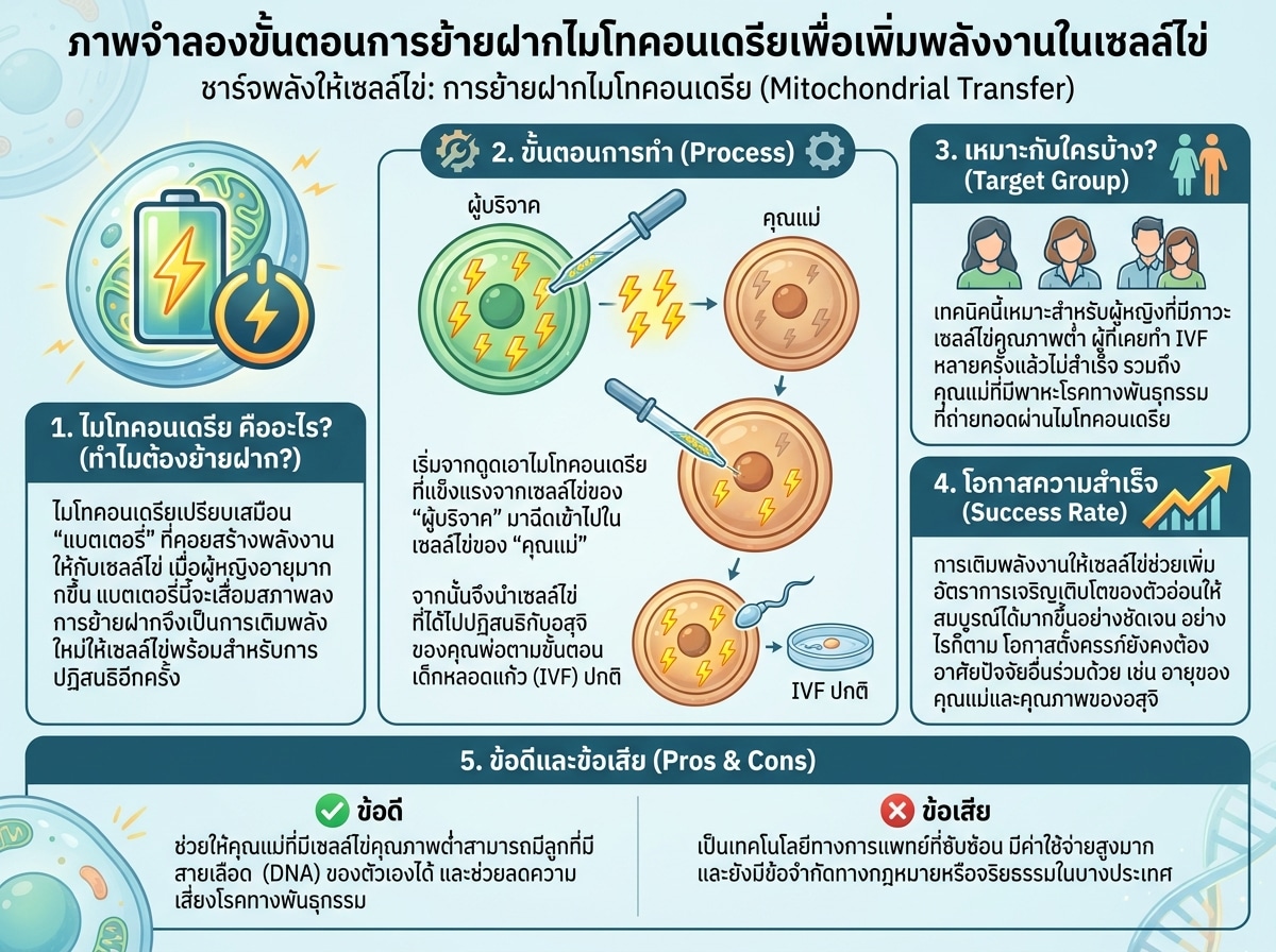 ภาพจำลองขั้นตอนการย้ายฝากไมโทคอนเดรียเพื่อเพิ่มพลังงานในเซลล์ไข่